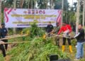 Polres Lhokseumawe Bersama Tim Gabungan Musnahkan Puluhan Ribu Batang Ganja di Kecamatan Sawang