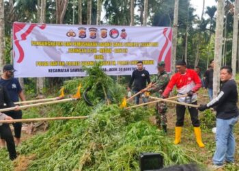 Polres Lhokseumawe Bersama Tim Gabungan Musnahkan Puluhan Ribu Batang Ganja di Kecamatan Sawang