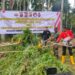 Polres Lhokseumawe Bersama Tim Gabungan Musnahkan Puluhan Ribu Batang Ganja di Kecamatan Sawang