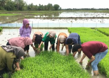 Wujudkan Pengabdian Masyarakat, Mahasiswa KKN-PPM Universitas Malikussaleh Kelompok 63 Bantu Masyarakat di Sawah