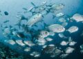 Manfaat Memakan Ikan Sebagai Sumber Gizi