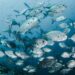 Manfaat Memakan Ikan Sebagai Sumber Gizi