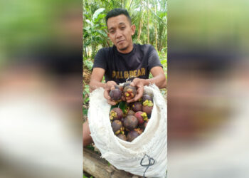 Musim Panen Manggis di Aceh Utara: Harga Jual Anjlok