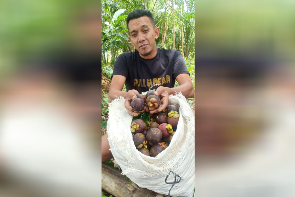 Musim Panen Manggis di Aceh Utara: Harga Jual Anjlok