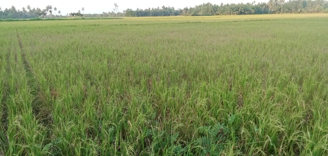 Ribuan Hektar Sawah di Aceh Utara Gagal Panen, Masyarakat Menjerit