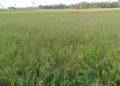 Ribuan Hektar Sawah di Aceh Utara Gagal Panen, Masyarakat Menjerit