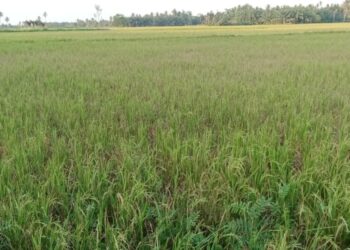 Ribuan Hektar Sawah di Aceh Utara Gagal Panen, Masyarakat Menjerit