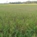 Ribuan Hektar Sawah di Aceh Utara Gagal Panen, Masyarakat Menjerit