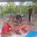 Rayakan Idul Adha 1447 H, Warga Dusun Buket Rata Punteut Sembelih 5 Ekor Lembu dan 5 Ekor Kambing